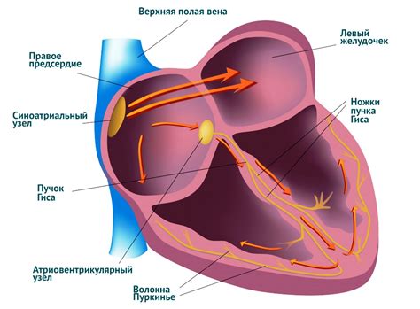 Болезни сердца и нарушения ритма