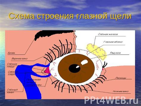 Болит левый глаз: влияние факторов окружающей среды