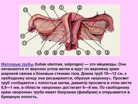 Большие размеры органов