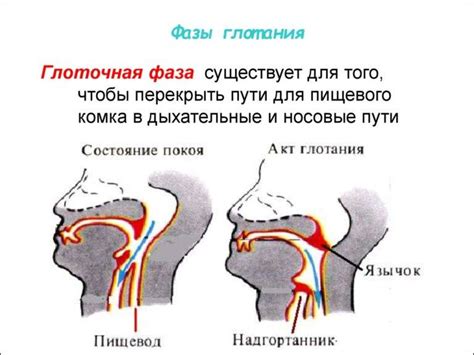 Боль во время глотания пищи и слюни