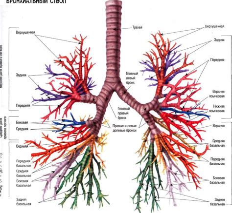 Бронхи: строение, расположение, роль в дыхании