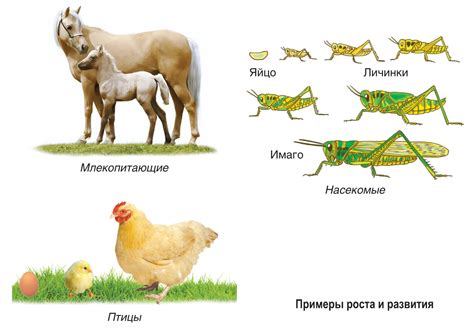 Быстрый рост и развитие