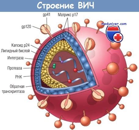 ВИЧ и его последствия