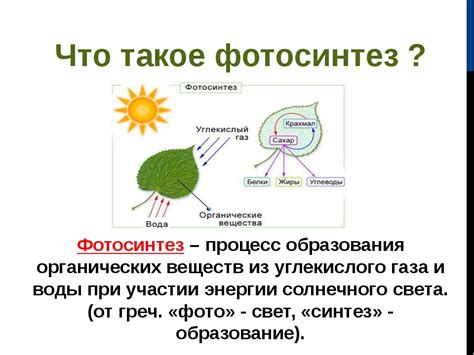 Важность ассимиляции для растений