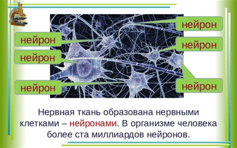 Важность биполярных нейронов в организме человека