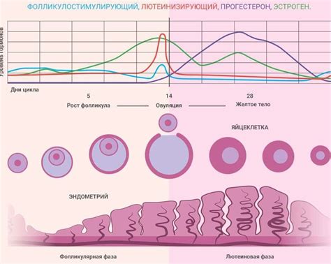 Важность ведения календаря месячного цикла