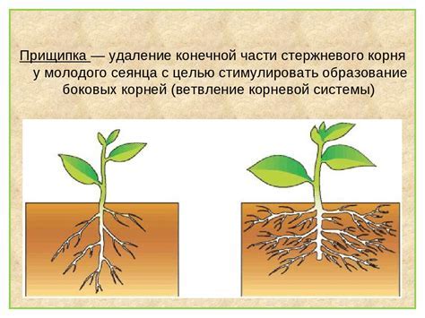 Важность закрытой корневой системы для роста и развития растения