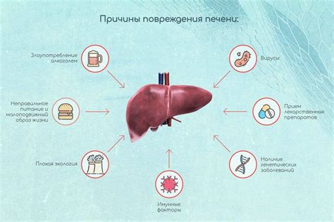 Важность защиты печени