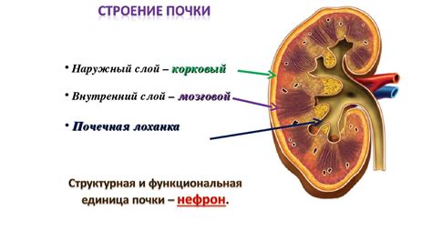 Важность знания подшивания почки