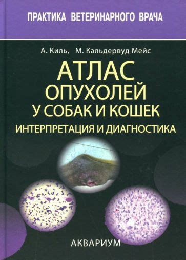 Важность и интерпретация присутствия кошек в мужских сновидениях: размышления и толкования