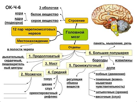 Важность и роль передней полусферы мозга: функции и особенности