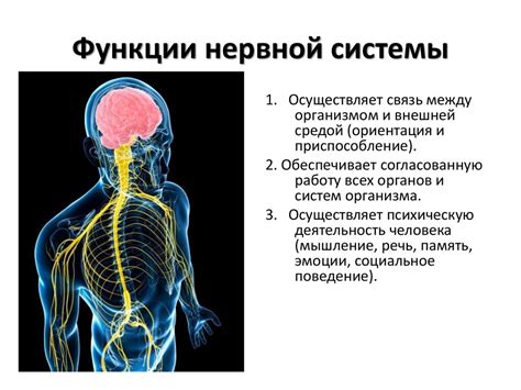 Важность и функции нервной системы для организма