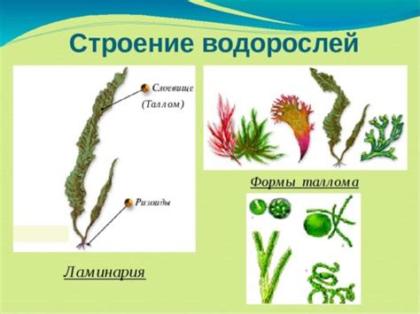 Важность колониальных водорослей для экосистемы