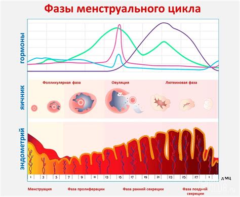 Важность контроля и понимания овуляторной фазы