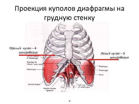 Важность купола диафрагмы