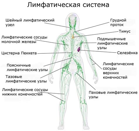 Важность лимфоузлов в удерживании контраста