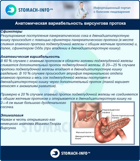 Важность локализации Вирсунгова протока