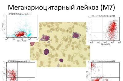 Важность мегакариоцитарного ростка