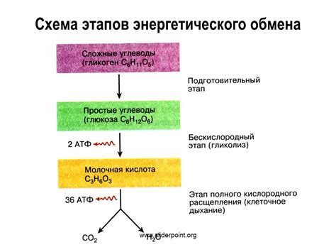 Важность метаболического свойства для энергетического обмена