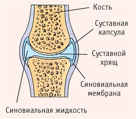 Важность многоосных суставов для движения и поддержки