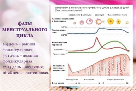 Важность мониторинга начала женского цикла