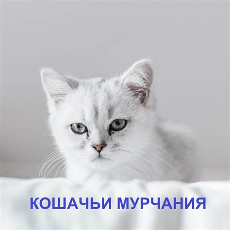 Важность мурчания в жизни котят