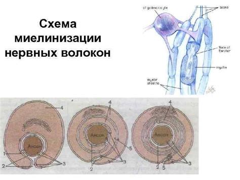 Важность незавершенной миелинизации