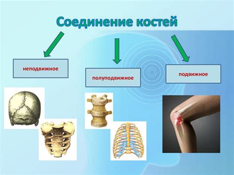 Важность непрерывного соединения костей