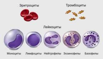 Важность нормального уровня лейкоцитов