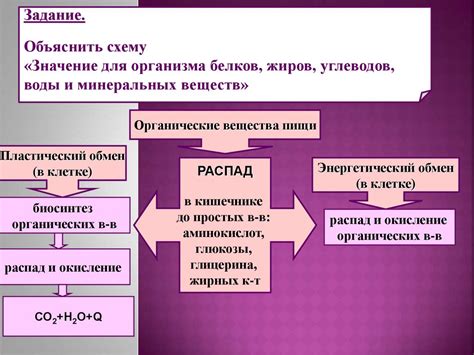 Важность обмена веществ для организма