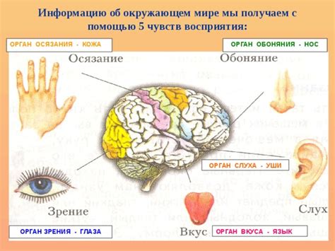 Важность обоняния для восприятия окружающего мира