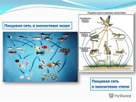 Важность островов в экосистеме