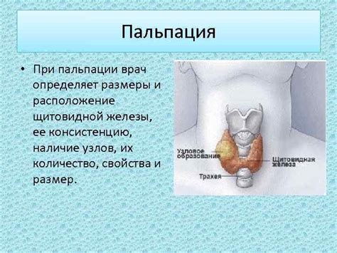 Важность пальпации щитовидной железы для здоровья