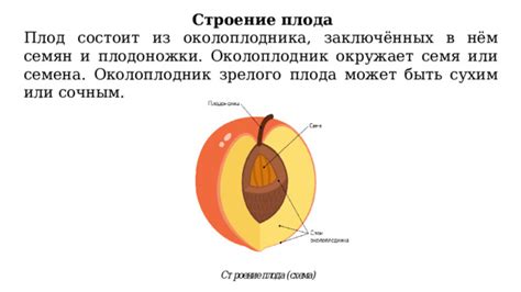 Важность плодоножки для образования и развития плодов