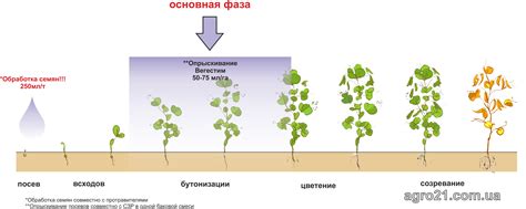 Важность подбора соседних культур для роста гороха