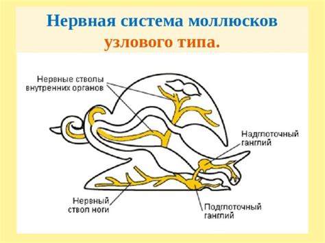 Важность примитивной нервной системы для животных