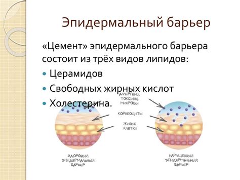 Важность рогового слоя для защиты организма