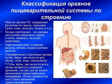 Важность сквозной пищеварительной системы