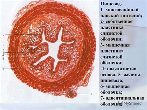 Важность слизистых оболочек в организме