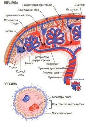 Важность созревшей плаценты для питания эмбриона