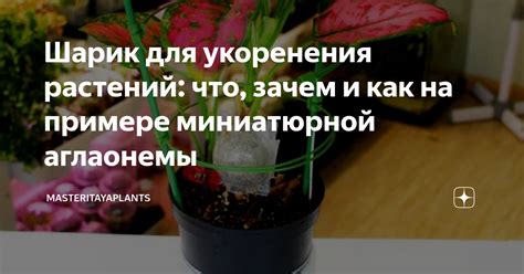 Важность укоренения для растений