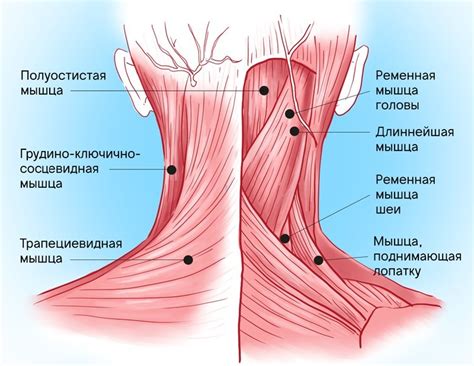 Важность ухоженной шеи для общего впечатления внешности