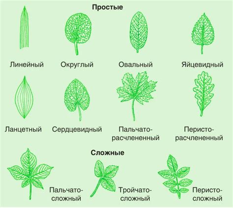 Важность цельных листьев для растений