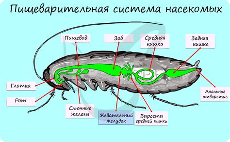 Важность членистоногих насекомых для человечества