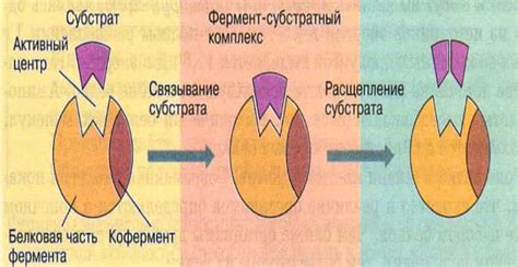 Важные компоненты флоры кок