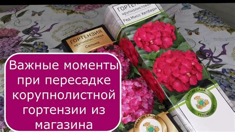 Важные моменты при совершении пересадки