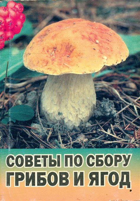 Важные советы по сбору ягод