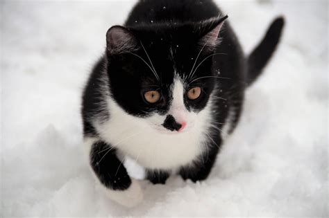 Важные факты, о которых стоит осведомиться перед приобретением питомца