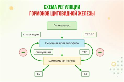 Важные функции гормонов ТТГ и Т4 свободного