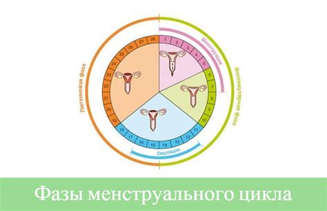 Вводная информация о 5 дне цикла у женщин